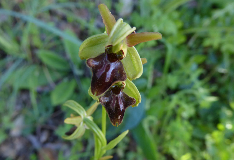 Ophrys sphegodes subsp.classica